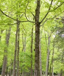 spring trees